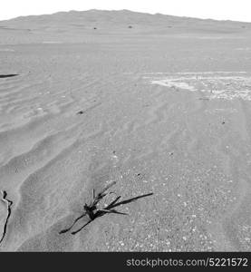 the empty quarter and outdoor sand dune in oman old desert rub al khali