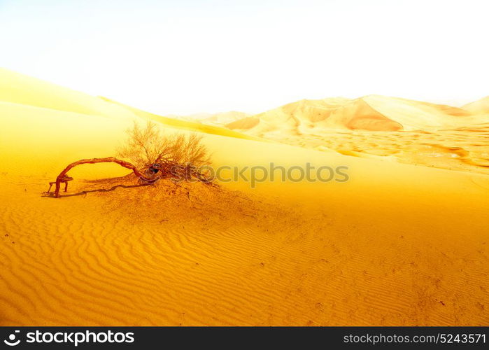 the empty quarter and outdoor sand dune in oman old desert rub al khali