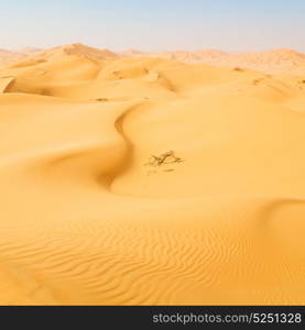 the empty quarter and outdoor sand dune in oman old desert rub al khali