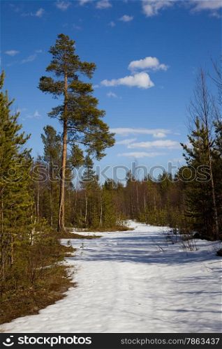 The end of winter in the taiga. Landscape against the blue sky
