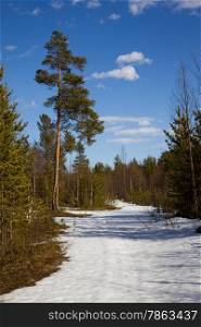 The end of winter in the taiga. Landscape against the blue sky