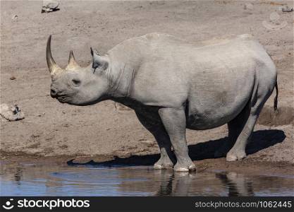 The endangered Black Rhinoceros drinking at a waterhole in Etosha National Park in Namibia, Africa.