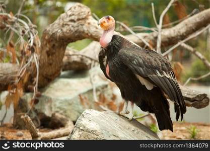 The Endangered California Condor Standing on Rock.