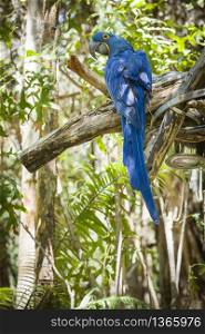 The Endangered Hyacinth Macaw of South America in the Jungle.