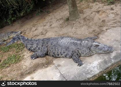 The enormous crocodile is sleeping near the water.