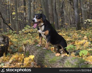 The Entlebucher Sennenhund in the Autumn Forest