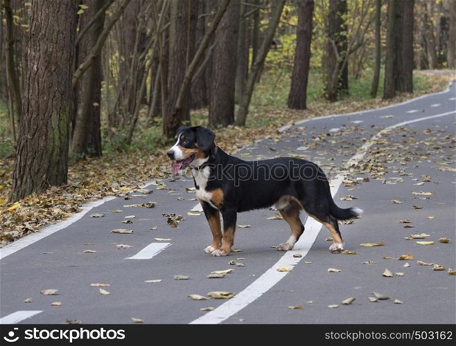 The Entlebucher Sennenhund on the road in the Autumn Forest