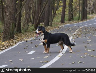 The Entlebucher Sennenhund on the road in the Autumn Forest