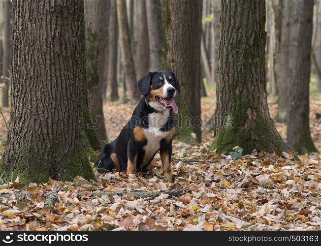 The Entlebucher Sennenhund sitting on yellow leaves in the Autumn Forest