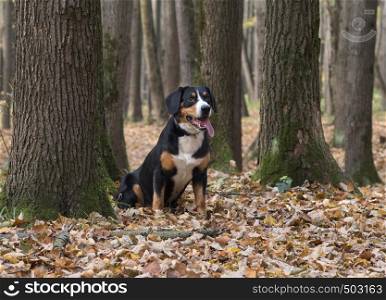 The Entlebucher Sennenhund sitting on yellow leaves in the Autumn Forest