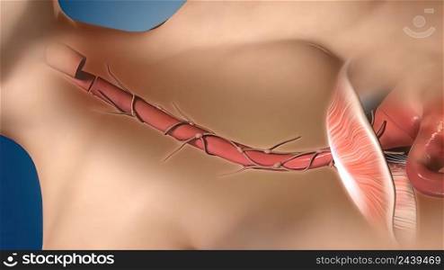 The esophagus is a muscular tube connecting the throat (pharynx) with the stomach. 3D illustration. Medical of esophagus On Realistic Human Model