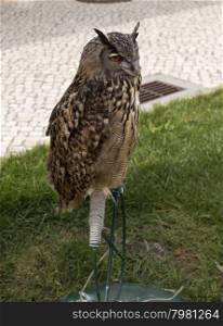The Eurasian eagle-owl (Bubo bubo), a species of eagle-owl that resides in much of Eurasia. In the picture, the Portuguese bufo-real in the Royal Falconry in Salvaterra de Magos, Portugal.