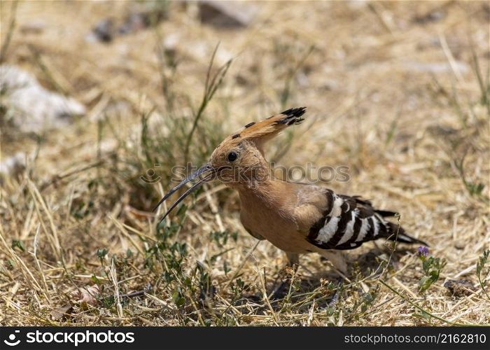 The Eurasian hoopoe (Upupa epops) is the most widespread species of the genus Upupa, native to Europe, Asia and the northern half of Africa. Some taxonomists still consider all three species conspecific. Some authorities also keep the African and Eurasian hoopoe together, but split the Madagascar hoopoe.