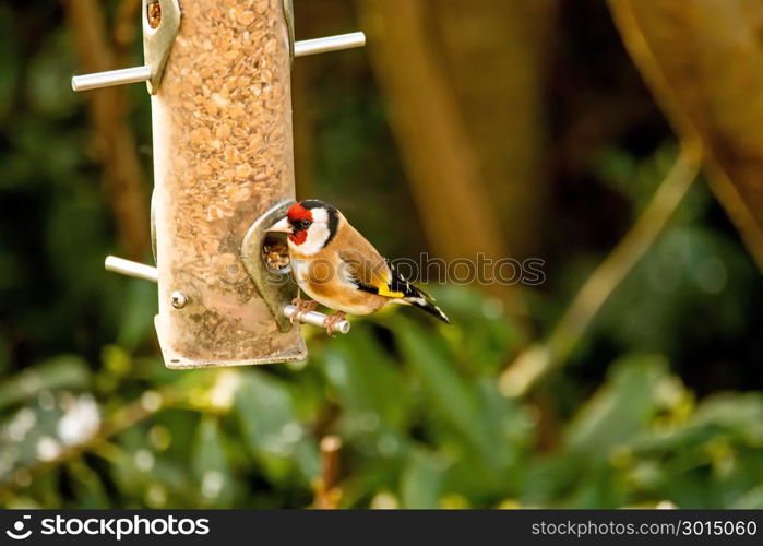 The European goldfinch at a fodder house in Germany