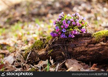 The evergreen perennial plant of the genus Pulmonaria - bouquet on the wood trunk. Spring season lungwort, common Mary&rsquo;s tears or Our Lady&rsquo;s milk drops.. Mary&rsquo;s tears plant