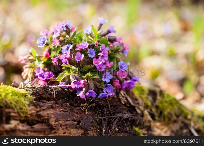 The evergreen perennial plant of the genus Pulmonaria - bouquet on the wood trunk. Spring season lungwort, common Mary&rsquo;s tears or Our Lady&rsquo;s milk drops.. Mary&rsquo;s tears plant