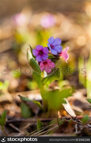 The evergreen perennial plant of the genus Pulmonaria - macro shot. Spring season lungwort, common Mary&rsquo;s tears or Our Lady&rsquo;s milk drops.. Mary&rsquo;s tears plant