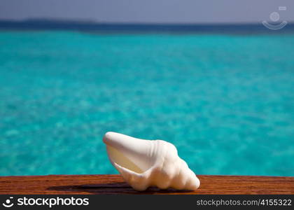 The exotic sea shell