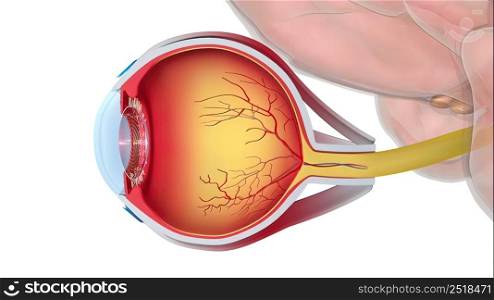 The eye is the organ of sight and is shaped as a slightly irregular hollow sphere. 3D illustration. How the eye works and descriptions and functions of the major structures of the human eye