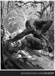 The eyes of the gorilla, bloodshot plunged into those of his Victims, vintage engraved illustration. Journal des Voyage, Travel Journal, (1880-81).