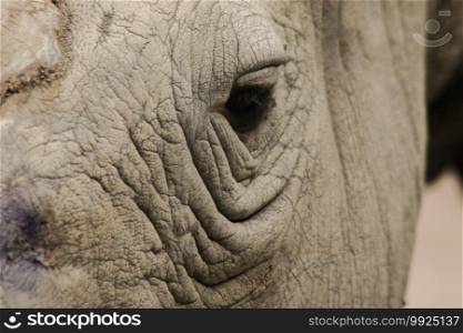 The eyes of White rhinoceros are small. Rhinos are animals with very poor eyesight. Rhinos have small eyes and very thick skins.