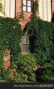 The facade of red brick buildings, ivy