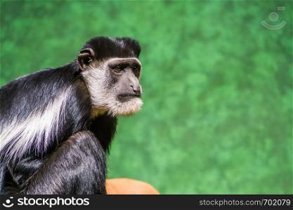 the face of a Abyssinian black and white colobus in closeup, tropical monkey specie from Africa