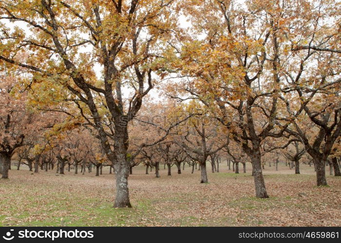 The fall in the pastures of Extremadura.