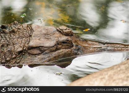 The False Gharial header is under water. False Gharial The body is reddish-brown with dark brown pattern. Its mouth is slender, long like a fish’s mouth.