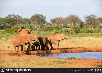 The family of red elephants at a water hole in the middle of the savannah. A family of red elephants at a water hole in the middle of the savannah