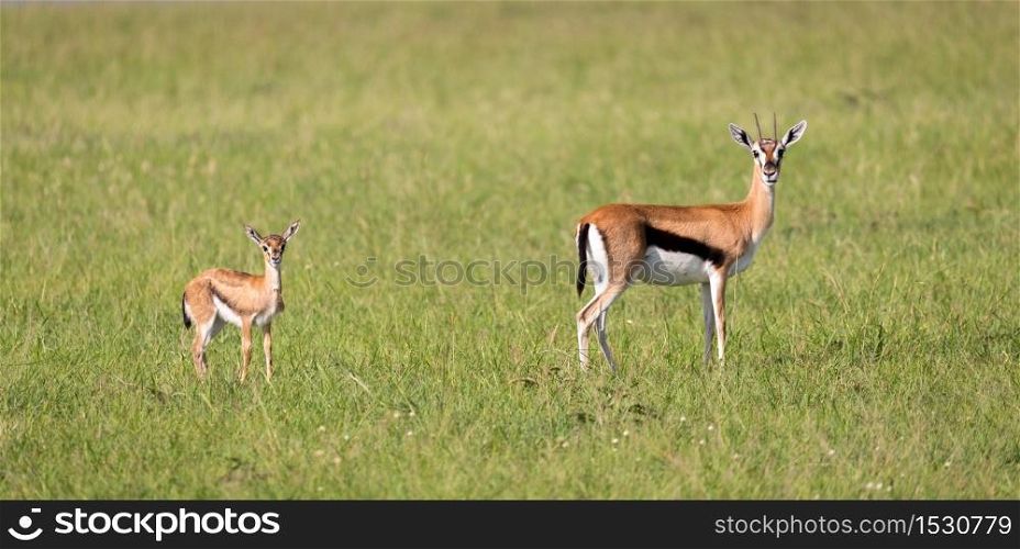 The family of Thomson gazelles in the savannah of Kenya. A family of Thomson gazelles in the savannah of Kenya