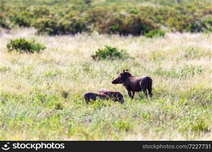 The family of warthogs in the grass of the Kenyan savannah. A family of warthogs in the grass of the Kenyan savannah