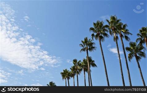 The famous palm trees lining the Boulevard de la Croisette in the city of Cannes in France. The sky was blue with a few white clouds and the light from the left handside. Cannes is located in the French Riviera and it is famous for hosting the annual Cannes Film Festival.