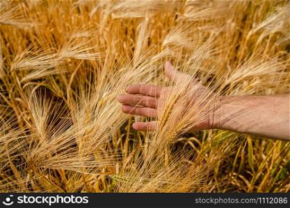 The farmer checks the spikelets of unripe wheat with his hand. Ripe spikelets of ripe wheat. Closeup spikelets on a wheat field against a blue sky and white clouds. Harvest concept.. The farmer checks the spikelets of unripe wheat with his hand. Closeup spikelets on a wheat field against a blue sky and white clouds.