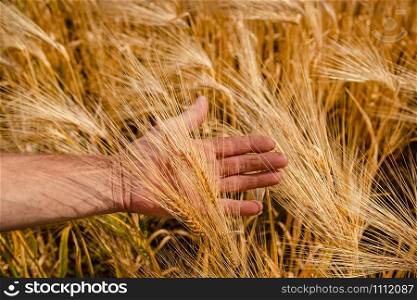 The farmer checks the spikelets of unripe wheat with his hand. Ripe spikelets of ripe wheat. Closeup spikelets on a wheat field against a blue sky and white clouds. Harvest concept.. The farmer checks the spikelets of unripe wheat with his hand. Closeup spikelets on a wheat field against a blue sky and white clouds.