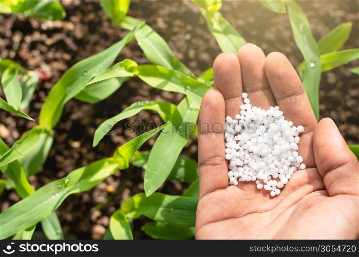 The farmer&rsquo;s hands are picking up chemical fertilizers to be put into the soil for growing seedlings of corn.