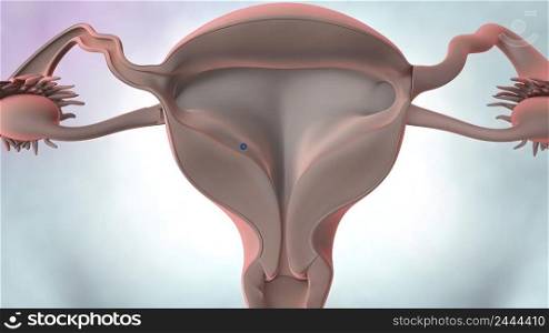 The female reproductive system is made up of the internal and external sex organs that function in reproduction of new offspring. 3d illustration. 3D illustration Female reproductive organ anatomy.