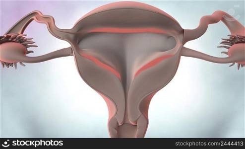 The female reproductive system is made up of the internal and external sex organs that function in reproduction of new offspring. 3d illustration. 3D illustration Female reproductive organ anatomy.
