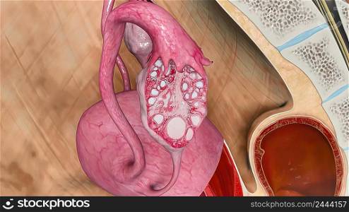 The female reproductive system provides several functions. The ovaries produce the egg cells, called the ova or oocytes.3d illustration. 3D illustrationof The Female Reproductive organ and ovaries