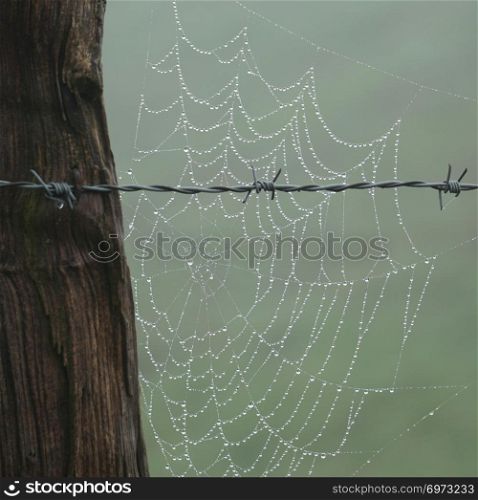 the fence and spider web