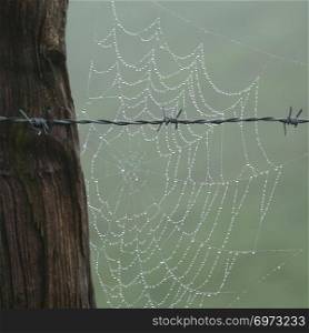 the fence and spider web