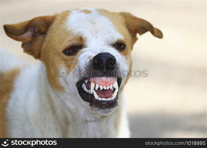 The ferocious dog saw terrifying teeth and chewing.