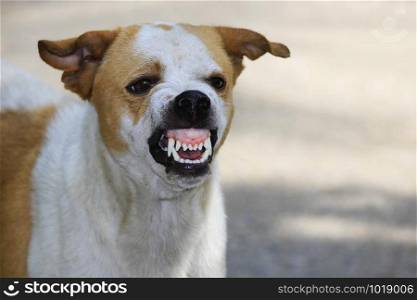 The ferocious dog saw terrifying teeth and chewing.