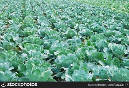 The field of a cabbage. Cabbage field
