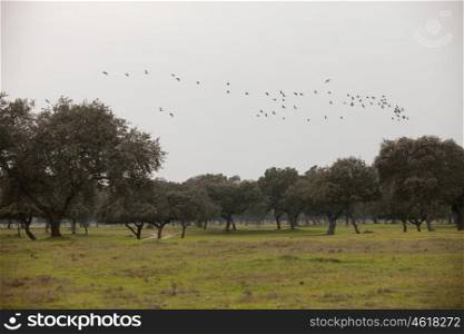 The field of Extremadura with cranes flying over the oaks