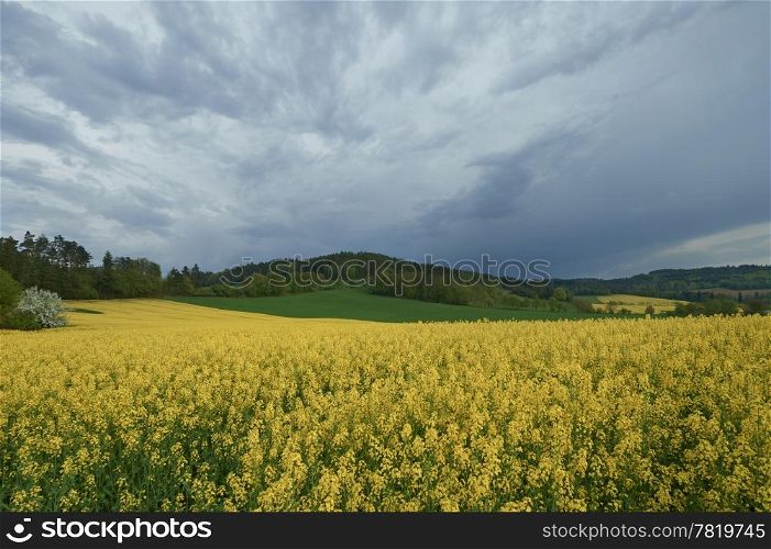 The field of flowering oilseed rape. Ominous sky.