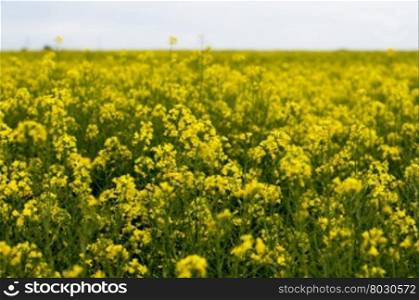 the field of rape during the blossoming period, a subject the nature