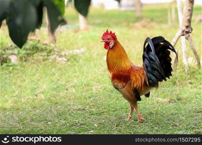 The fighting cock is beautiful in garden at thailand
