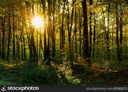 The first days of autumn and the sun behind the trees in the forest, October sunny day