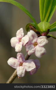 The first heat, the first spring flowers